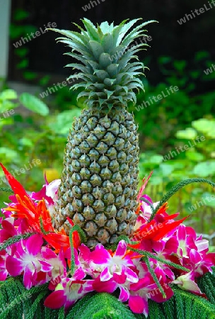 Ananas