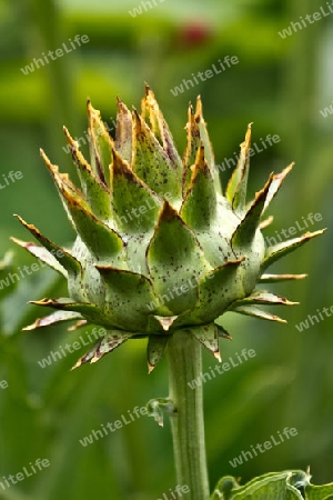 Distel