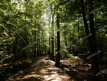 Waldweg