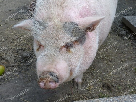 Schwein rosa, Ansicht Kopf