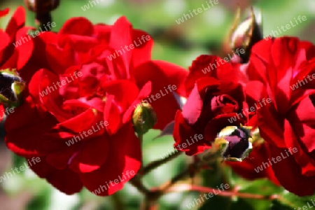 Rote Rosen für Dich von der Freundschaftsinsel