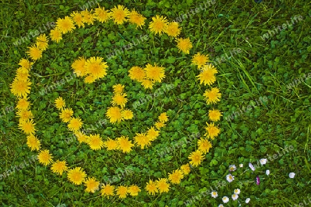 Smiley, lachend, L?wenzahn, Liebe, Spass, Blumen