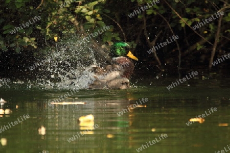 Ente badet