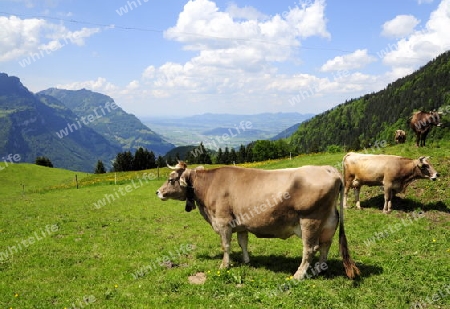 Schweizer Alpen