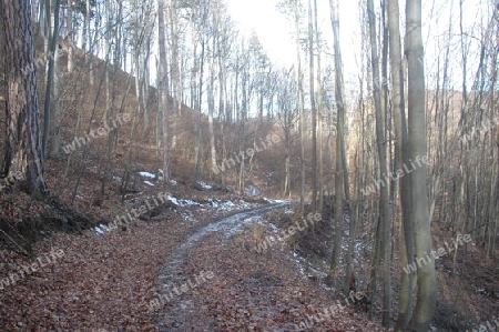 Waldweg