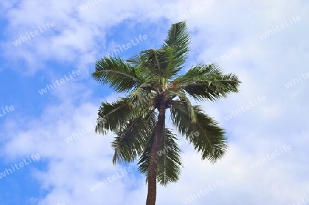 Beautiful palm trees at the beach on the tropical paradise islands Seychelles