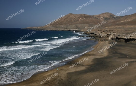 the Beach Playa de Garcey on the Island Fuerteventura on the Canary island of Spain in the Atlantic Ocean.