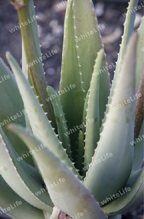 a Aloe Vera cactus Plantation the Island of Lanzarote on the Canary Islands of Spain in the Atlantic Ocean. on the Island of Lanzarote on the Canary Islands of Spain in the Atlantic Ocean.
