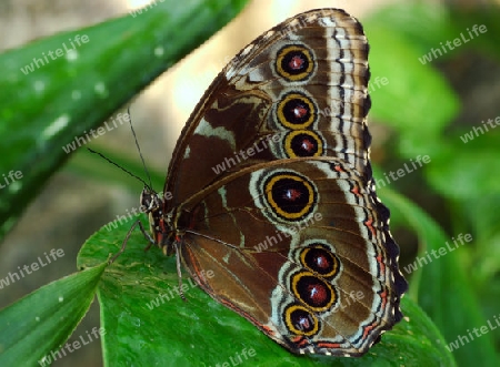 Morpho-Schmetterling