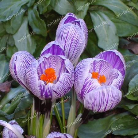 Crocuses in Spring