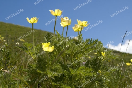 Kuhschellen in den Schweizer Alpen