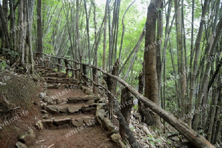 Ein Bamboo Wald an der  Bergstrasse vom Dorf Mae Hong Son nach Mae Aw im norden von Thailand in Suedostasien.