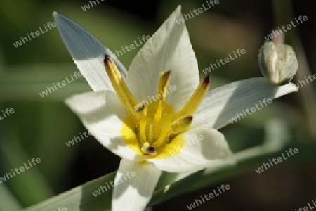 Tulpen, Tulpia