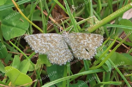 Graubrauner Labkraut-Blattspanner, Graubinden-Labkrautspanner,Common carpet moth