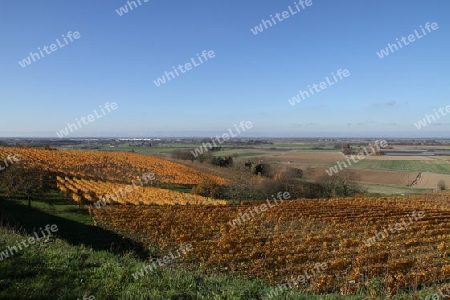 Goldener  Herbst