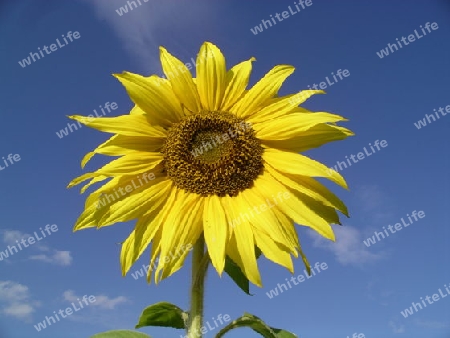 Sonnenblume