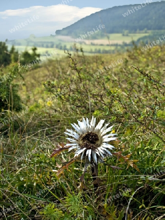 Silberdistel