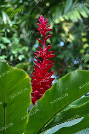 Natur in Sri Lanka