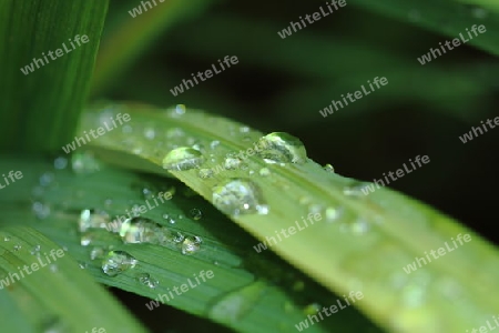 Blatt mit Tropfen