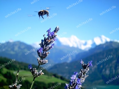 Jungfrau mit Blume und Humme