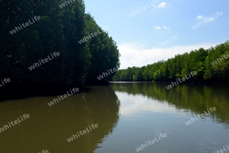 The mangroves at a lagoon near the City of Krabi on the Andaman Sea in the south of Thailand. 