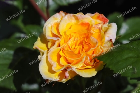 Top view of yellow and orange rose flower in a roses garden with a soft focus background.