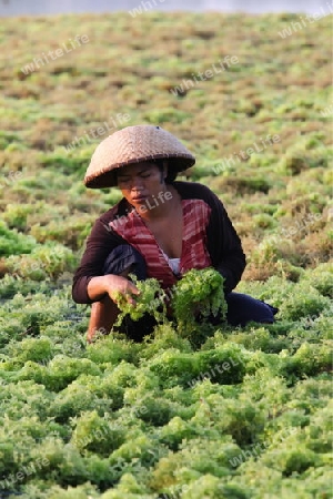 Die Ernte in der Seegrass Plantage auf der Insel Nusa Lembongan der Nachbarinsel von Bali, Indonesien.