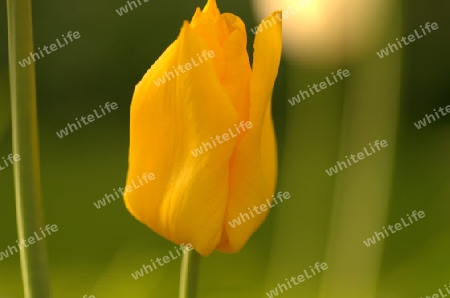 Tulpe