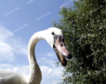 fauchender schwan