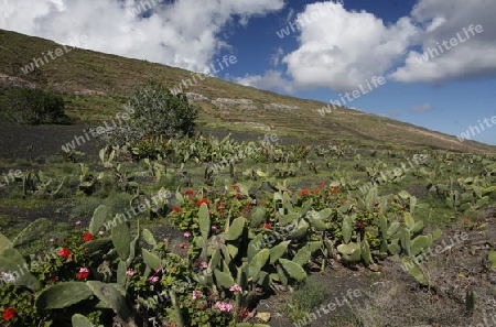 the landscape on the Island of Lanzarote on the Canary Islands of Spain in the Atlantic Ocean. on the Island of Lanzarote on the Canary Islands of Spain in the Atlantic Ocean.
