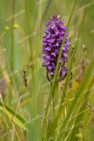 Baltische Knabenkraut, Dactylorhiza baltica