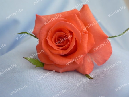 Orange rose