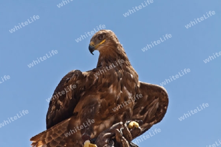 Adler beim ?bungsflug - Falknerei