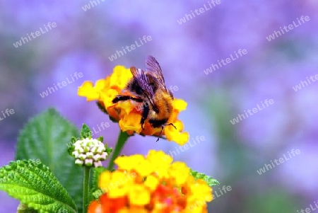  Wiesenhummel