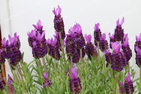 Lavendel