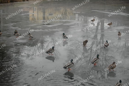 Enten am Teich