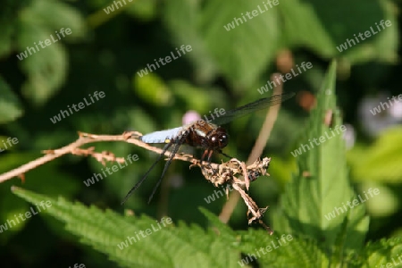 Plattbauchlibelle (Libellula depressa)