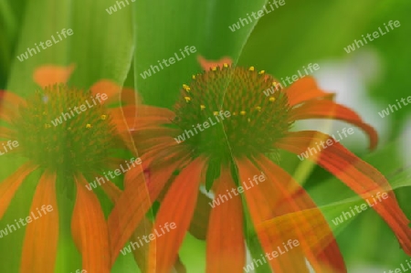 Echinacea