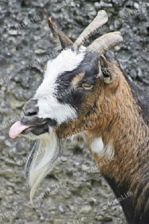 Domestic Goat - Zwergziege