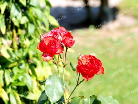 Rote Rosen im Garten