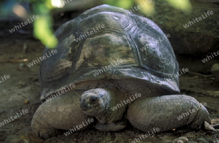 Eine Riesenschildkroete auf der Insel La Digue der Inselgruppe Seychellen im Indischen Ozean in Afrika.