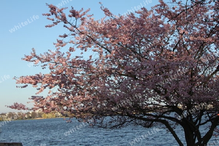 Kirschbl?te an einem Fr?hlingstag an der Alster in Hamburg