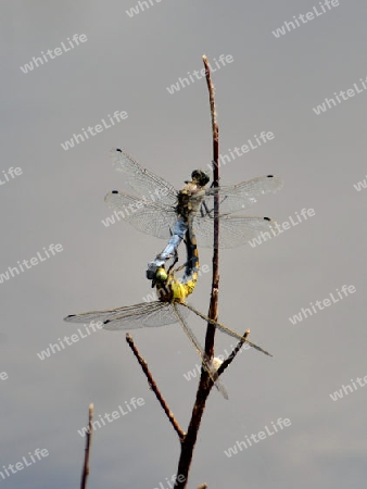 Gro?er Blaupfeil (Orthetrum cancellatum)