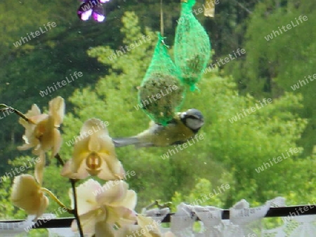 Voegelchen am Fenster 