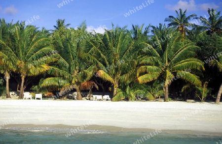 
Der Traumstrand mit Palmen und weissem Sand an der Insel Velavaru im Southmale Atoll auf den Inseln der Malediven im Indischen Ozean.   