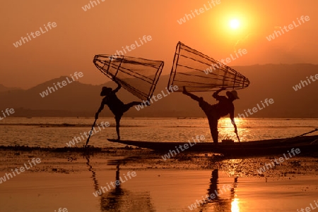 Fishermen at sunset in the Landscape on the Inle Lake in the Shan State in the east of Myanmar in Southeastasia.