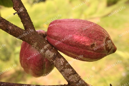 Kakao Fruechte in einer Plantage im zentralen Noden von Bali auf der Insel Bali in Indonesien..