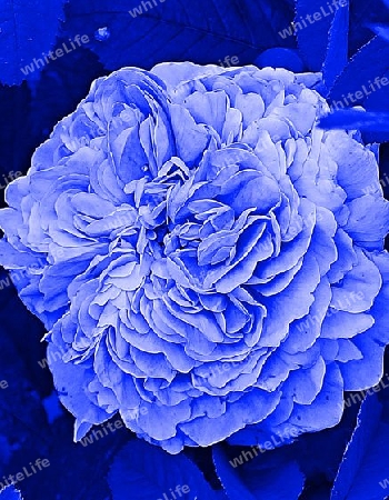 Blaue Rose