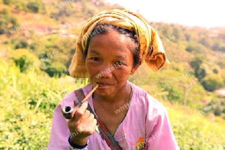 Eine Teepflueckerin in einer Tee Plantagen beim Bergdorf Mae Salong in der Huegellandschaft noerdlich von Chiang Rai in der Provinz Chiang Rai im Norden von Thailand in Suedostasien.