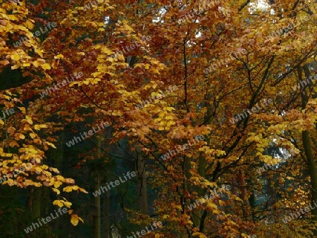 Herbstfarben am Waldrand P1280497